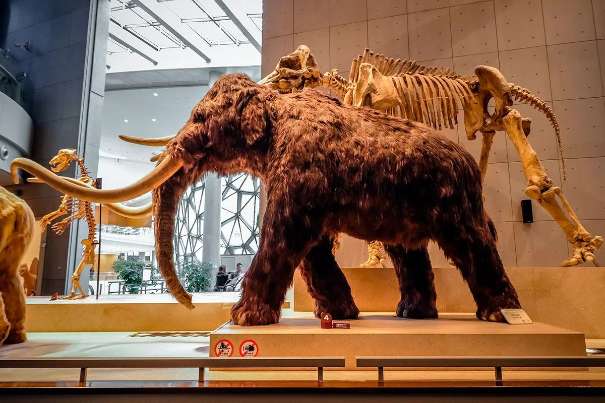 Scientists set out to bring back the woolly mammoth